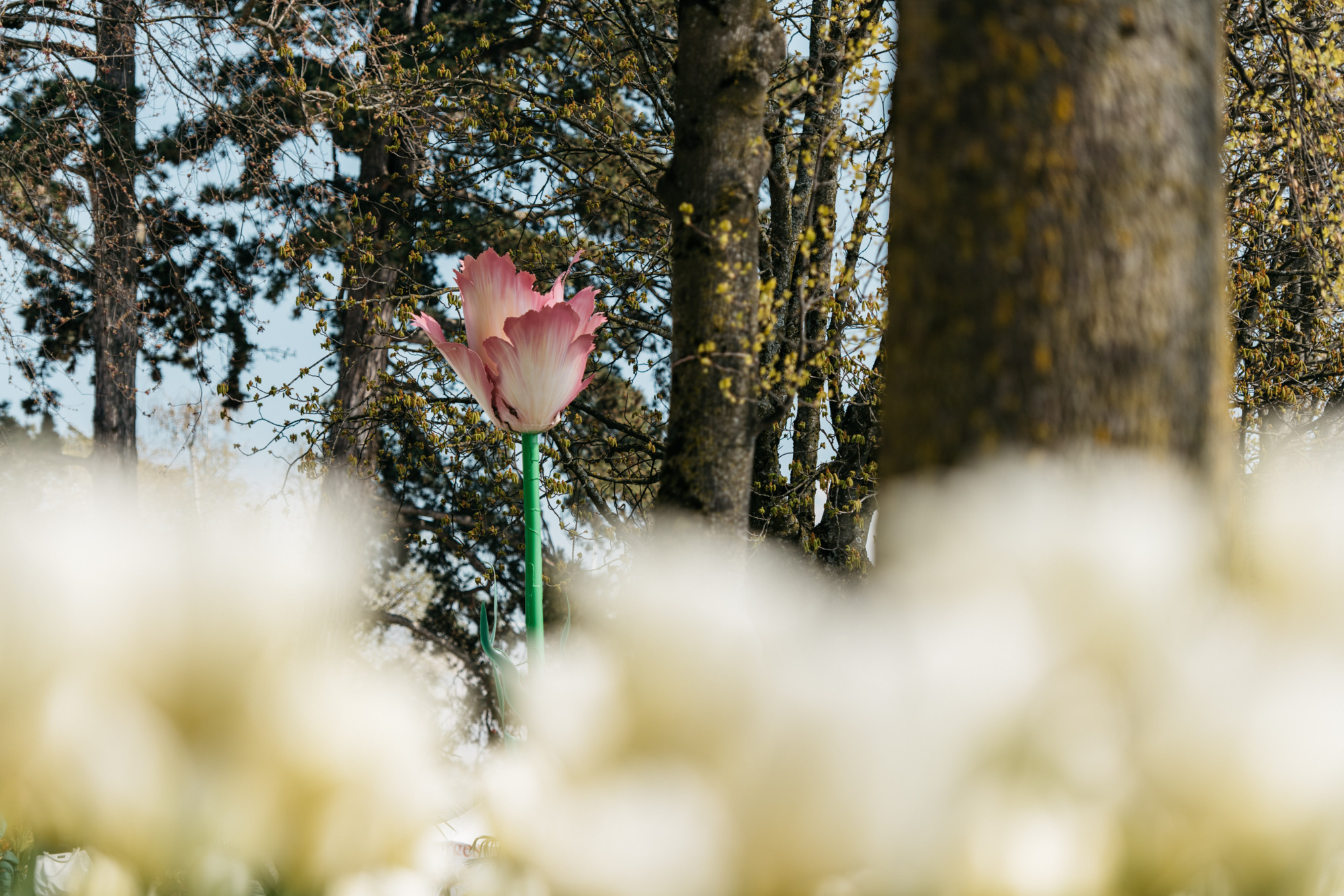 F&ecirc;te de la Tulipe 2021