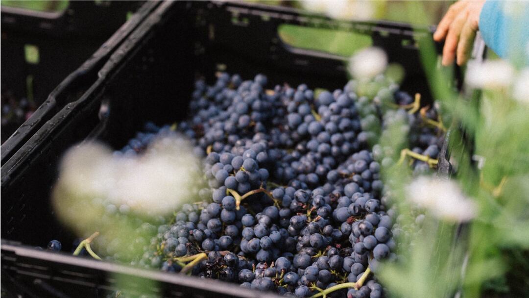 À la découverte des vendanges !