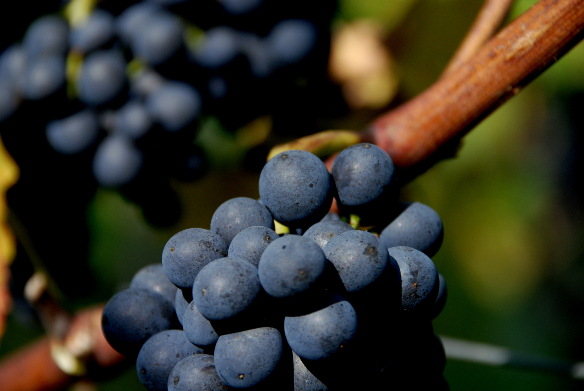 Dégustations estivales 