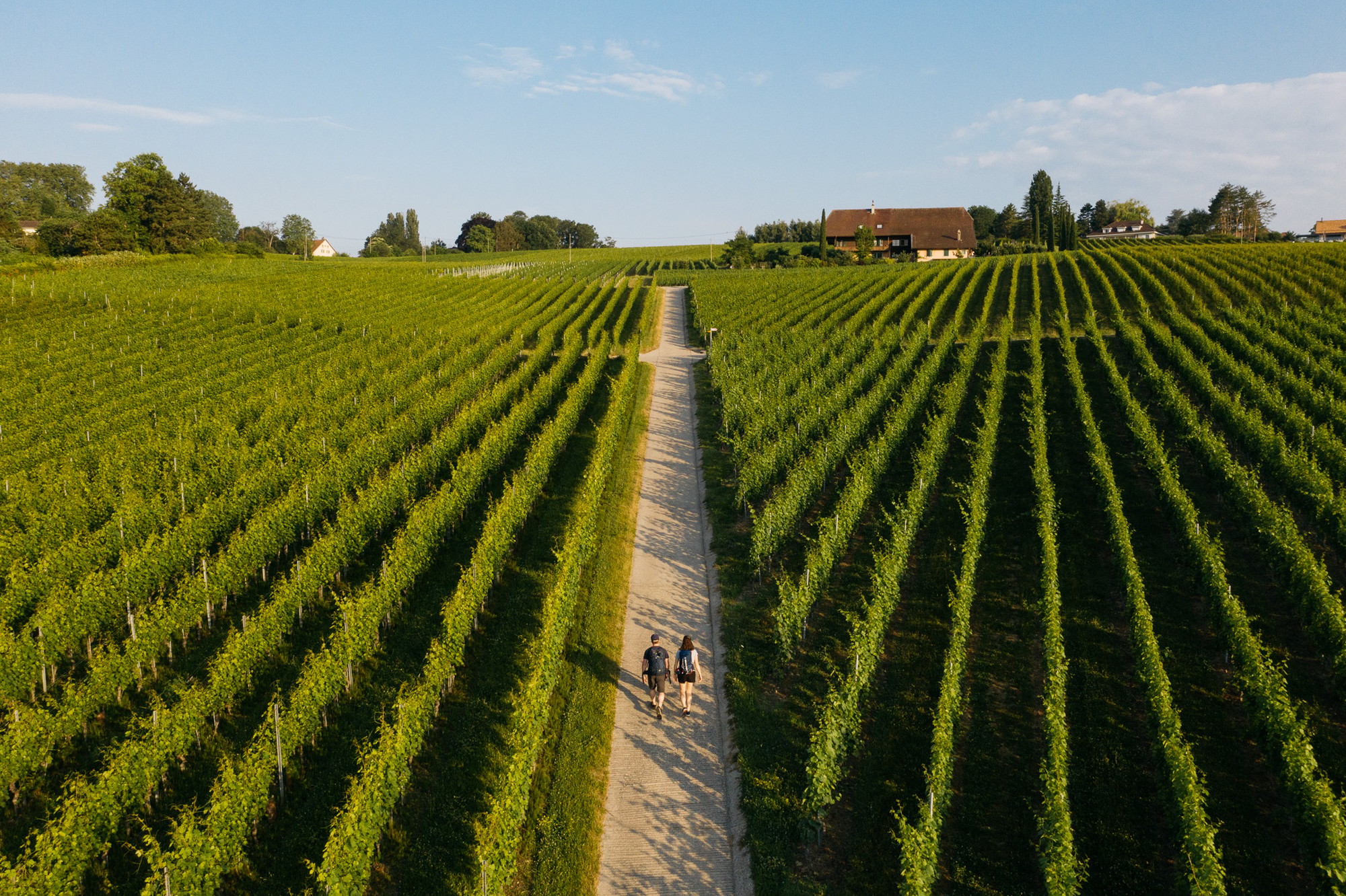 Morges vignes balade Vufflens été 2019