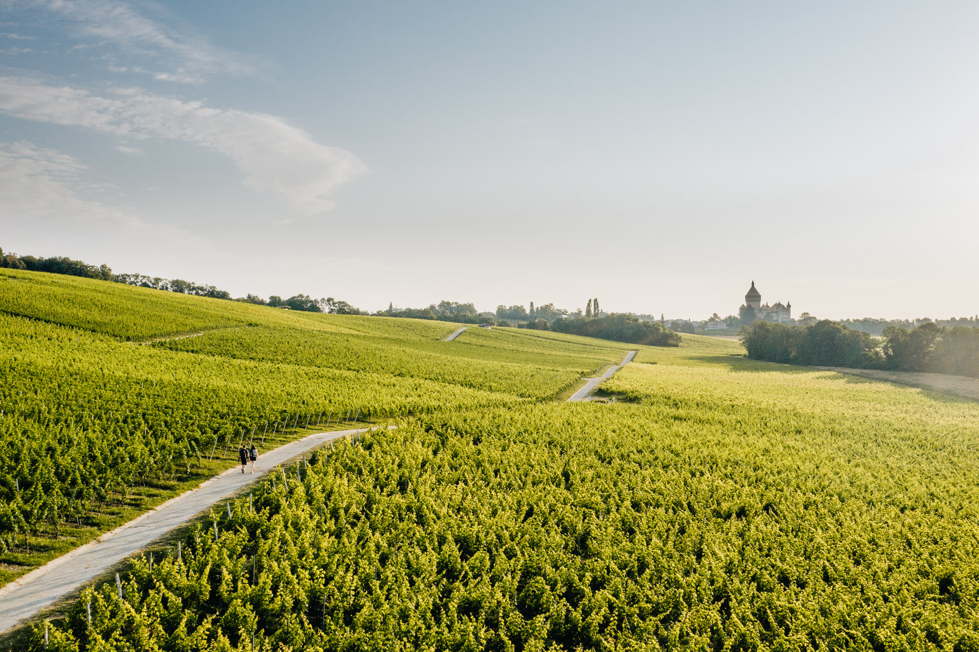 Morges vignes balade Vufflens &eacute;t&eacute; 2019
