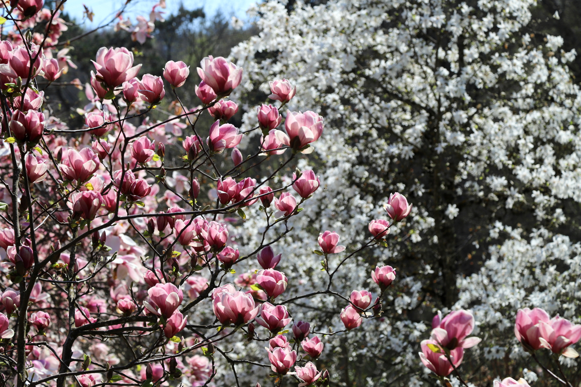 Magnolias_Arboretum