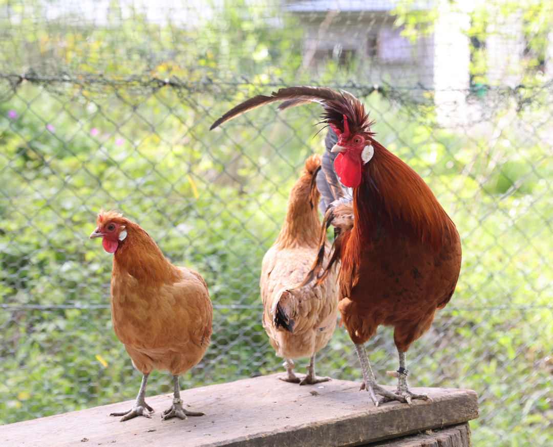 Poussins d'avril 2026