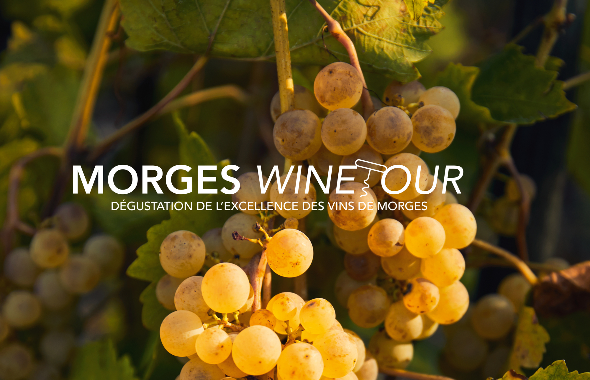 Morges Wine Tour