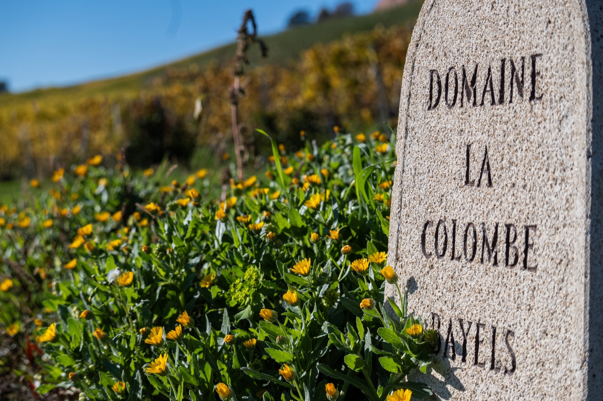 Caves Ouvertes Vaudoises au Domaine La Colombe