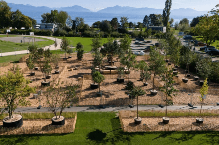 Balade des arbres