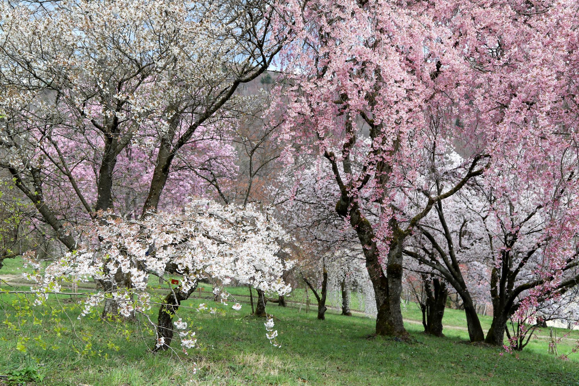 Arboretum 2019 18 &copy; Arboretum