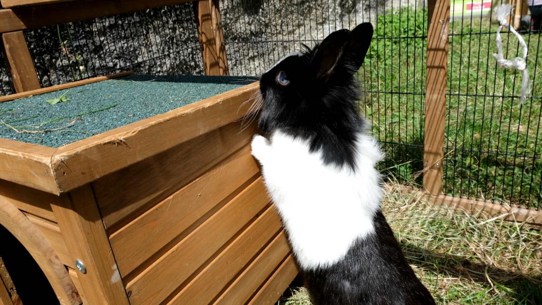 Ferme des petits animaux - animation Gruyères