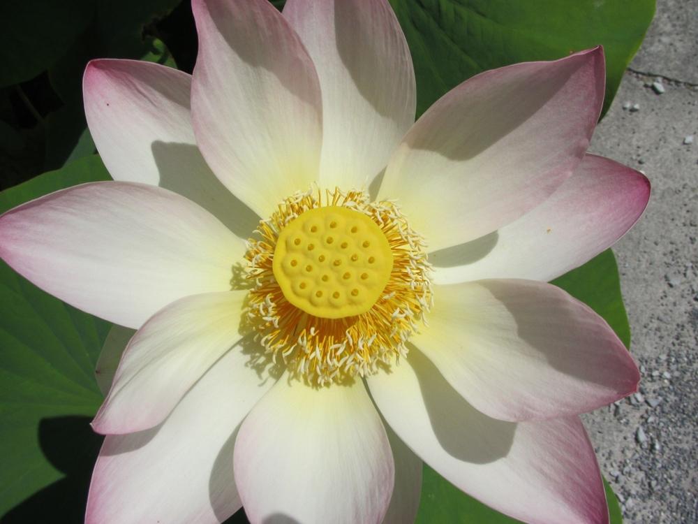 Botanischer Garten Der Universitat Freiburg