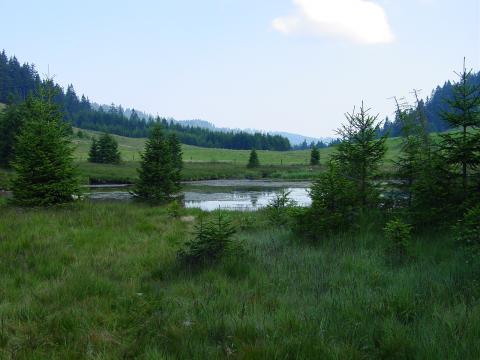 Cabane Du Petit Oiseau