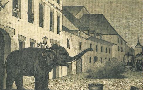 Elefant