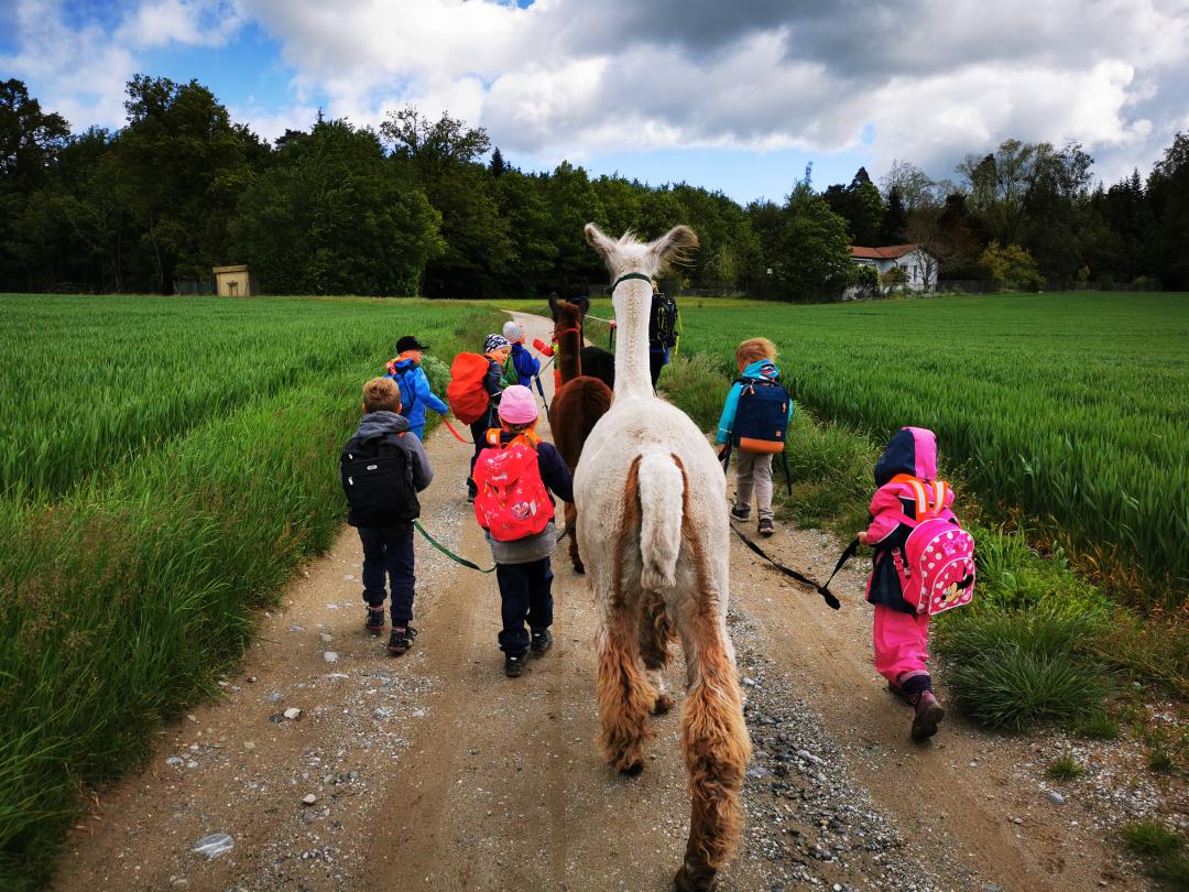 llama guided walk