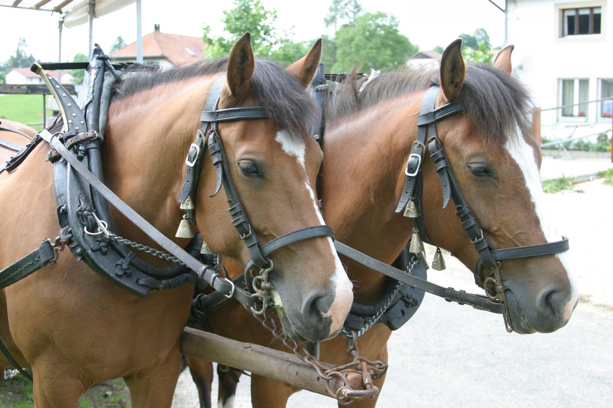 Pferdewagen Saignelegier Jura Tourismus Schweiz Reiten