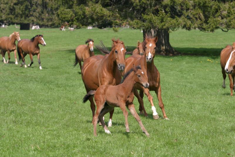 van chevaux suisse