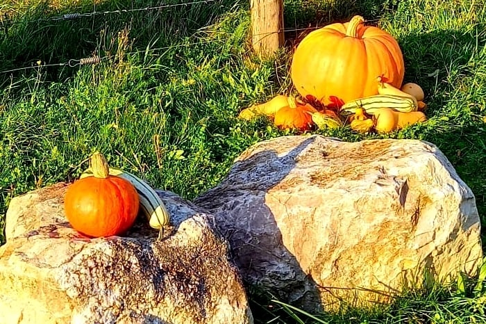 Outdoor Escape Game: Cibelle the squash