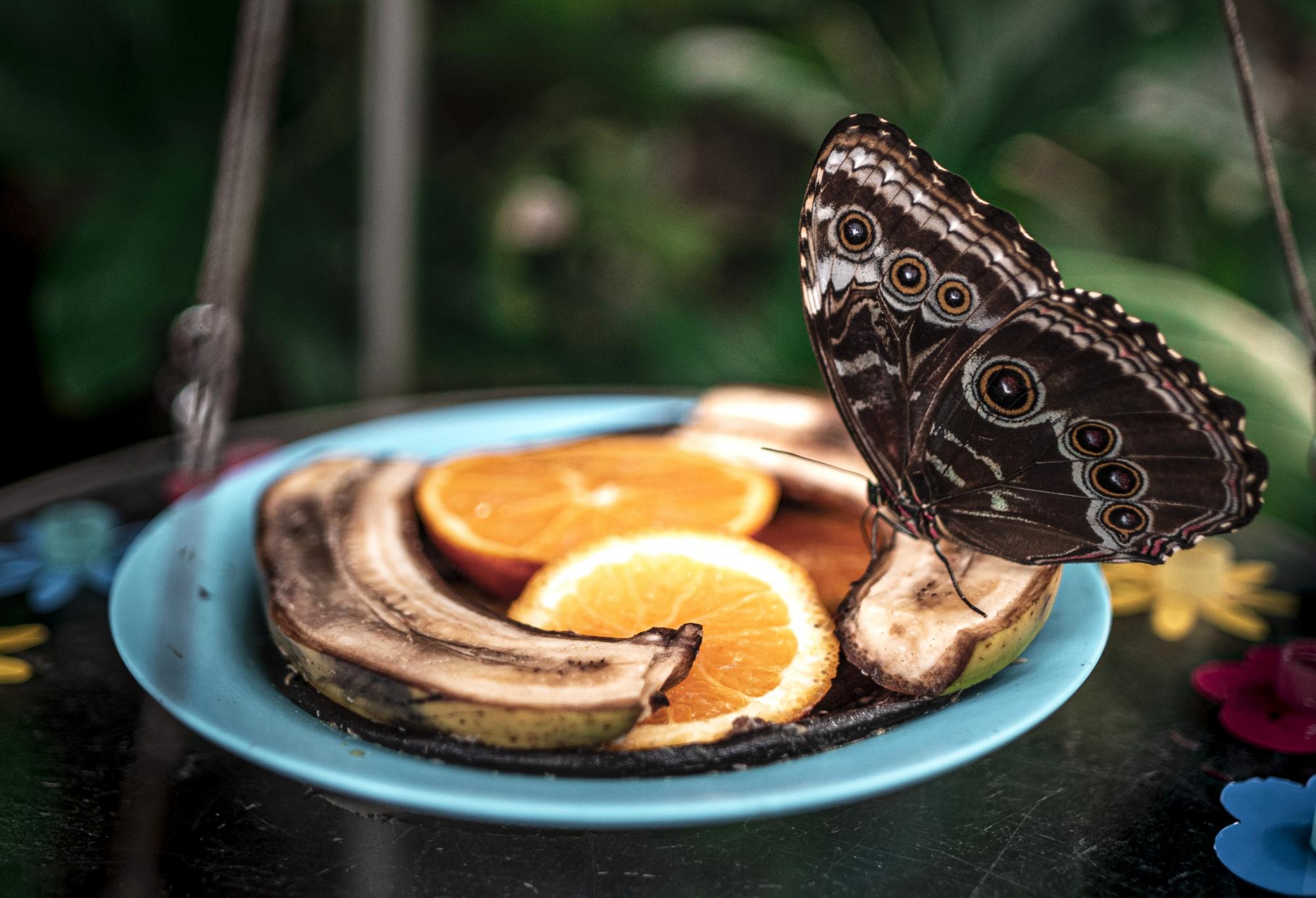 Schmetterlingsbeobachtung im Papiliorama in Kerzers
