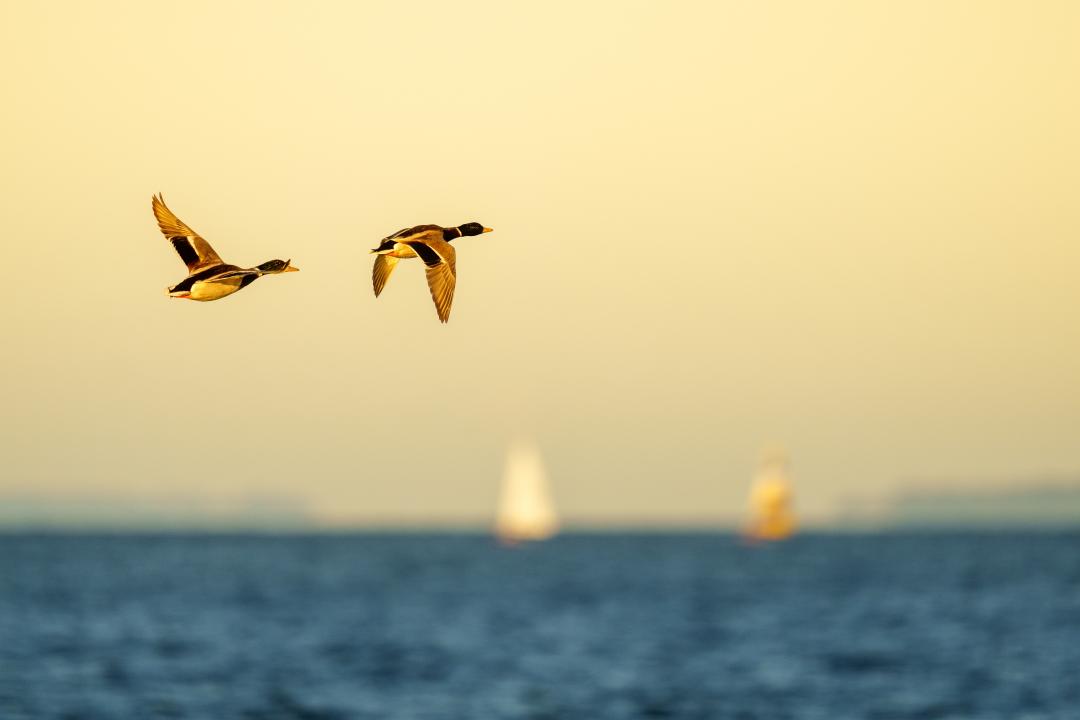 Canards Colvert - Grands rassemblement d'oiseaux d'eau