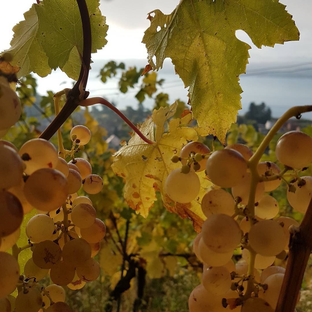 Grape harvest Vully