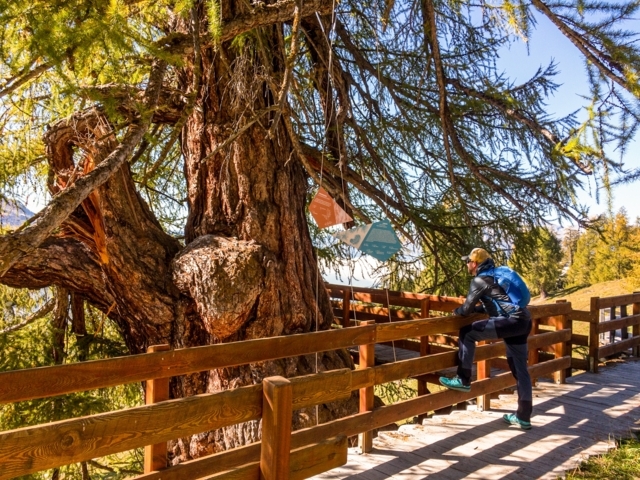 The oldest larch in Balavaux