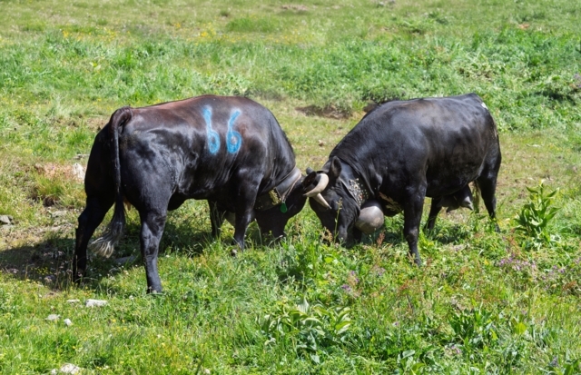 Hérens Cows Tortin