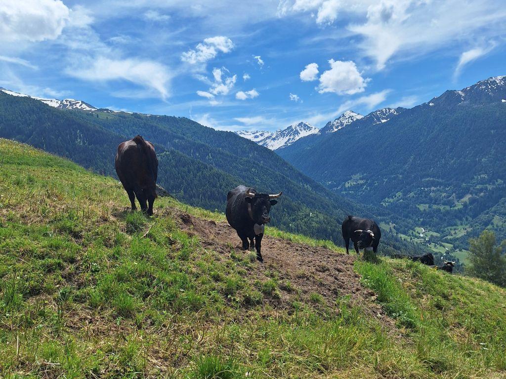 Vaches_alpage_Combyre_été_2024