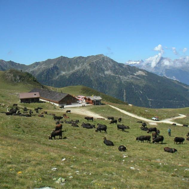 Wanderung Thyon – Planchouet – Veysonnaz | Nendaz Switzerland