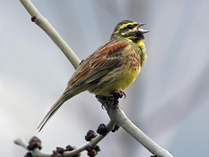 Parc naturel Pfyn-Finges - Oiseaux dans le vignoble 2024