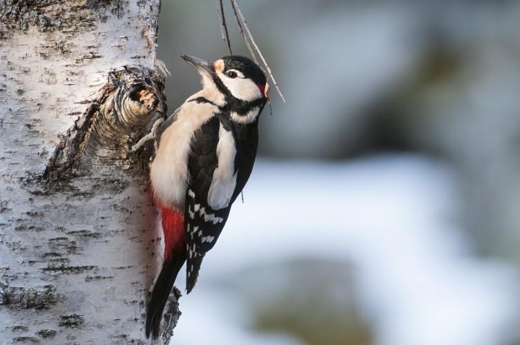 Parc naturel Pfyn-Finges - Les oiseaux de la forêt alluviale et des milieux humides 2024