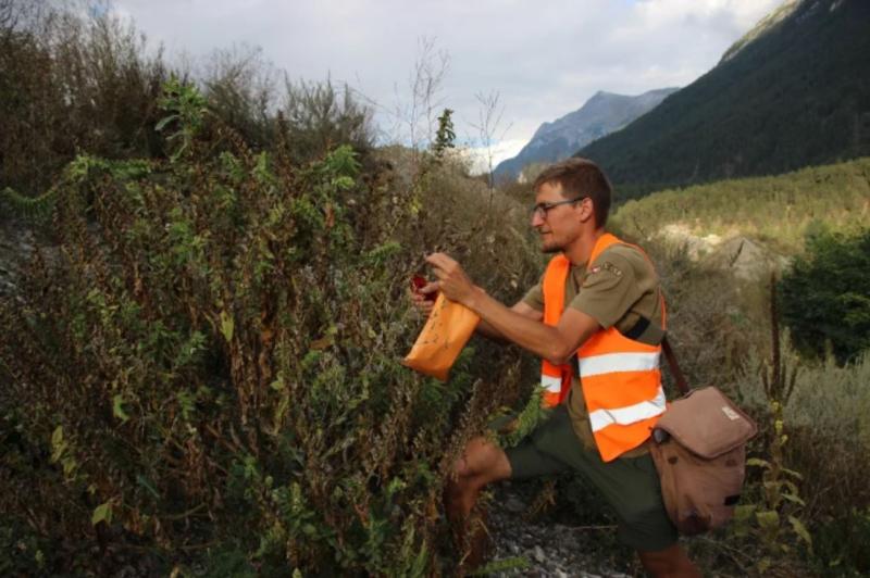 Association le Rougegorge - La sauvegarde de notre patrimoine végétal passe aussi par l’éprouvette 2024