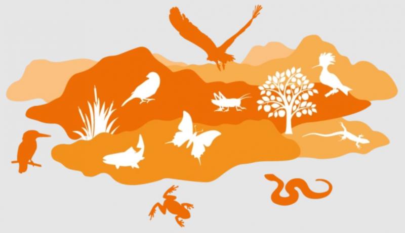 Association le Rougegorge - Biodiversité Après le saccage, la politique de l'autruche 2024