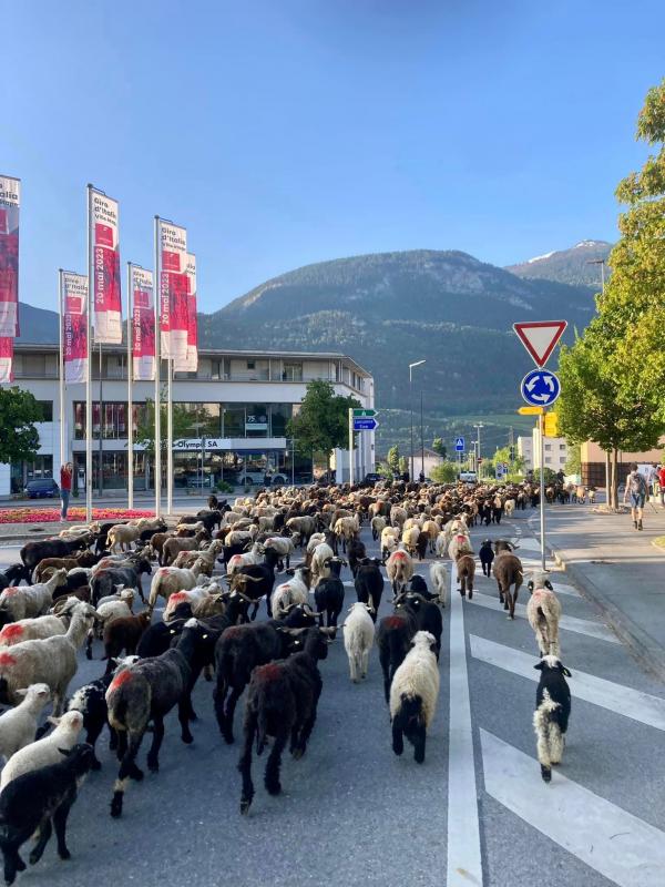 Transhumance - Sierre