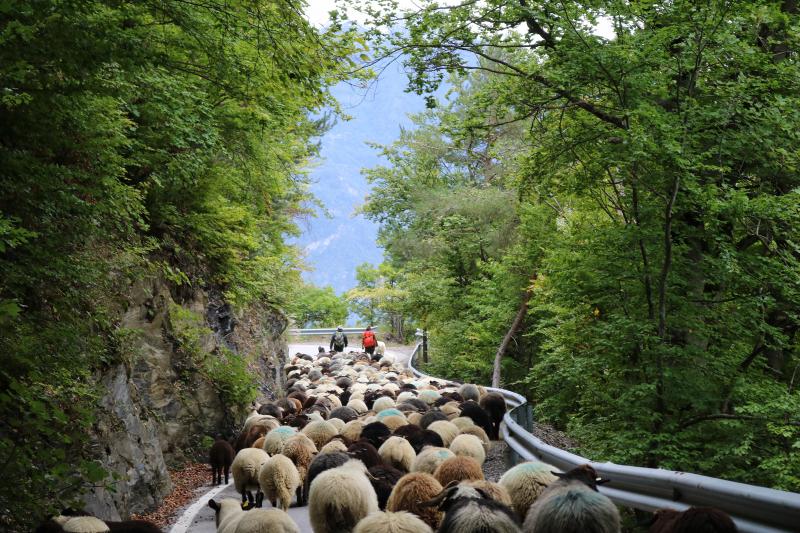 Transhumance - Sierre to Vercorin