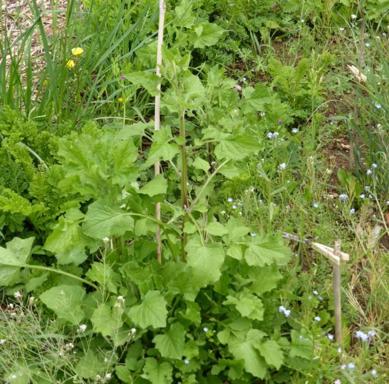 Ô Soleil Vert - Plantes sauvages comestibles 2024