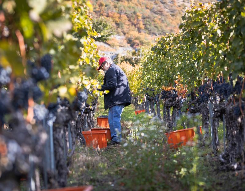 Verein Weindorf Salgesch - Hommage aux Vendanges 2024