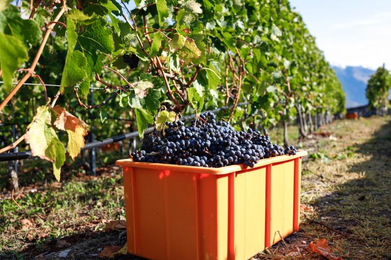 Vendanges