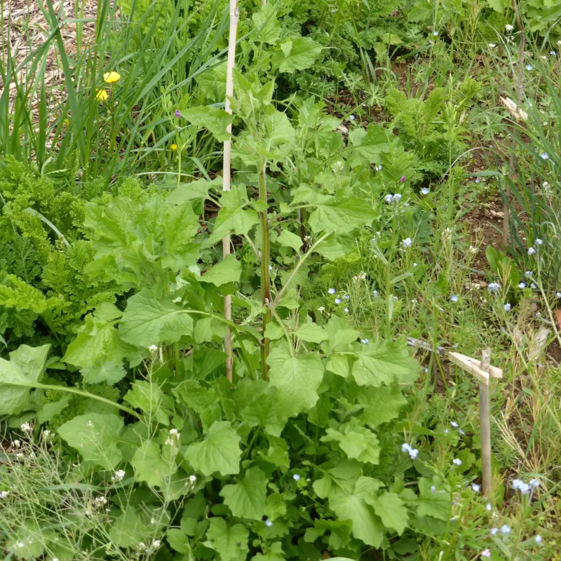 A la découverte des plantes sauvages comestibles et médicinales