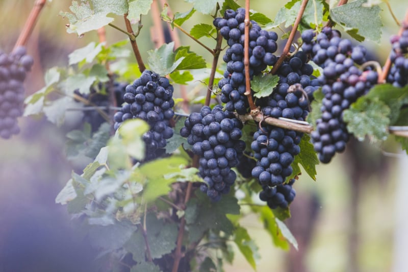 Grappe de raisin de la région Sierroise