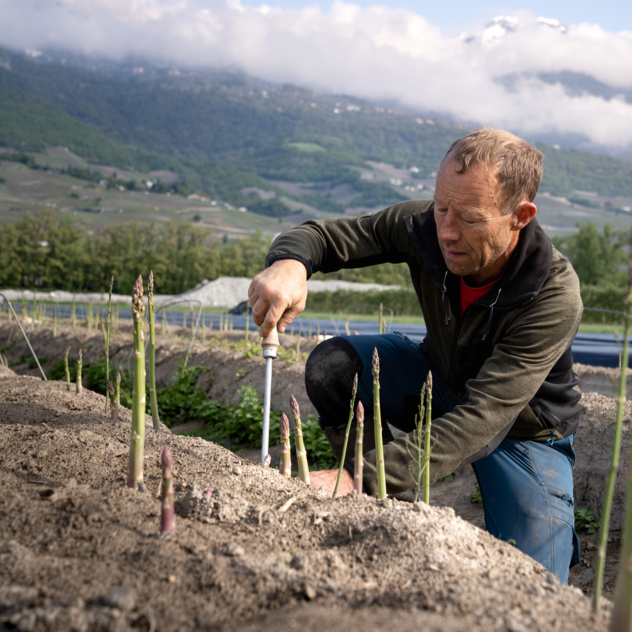 Asperges en folie à Daval