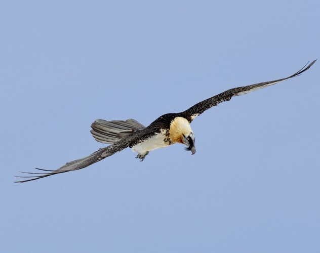 Gypaète barbu et l'habitat alpin