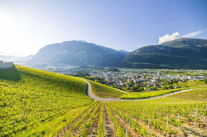 Vignoble