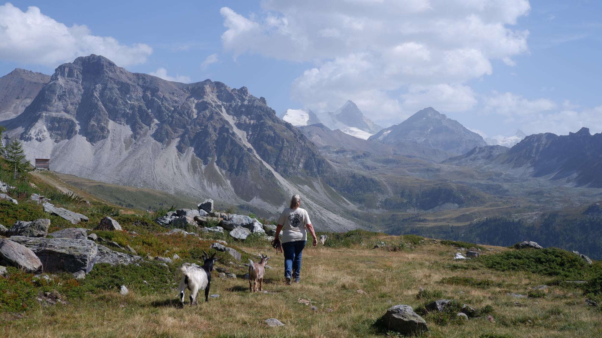 balade avec les chèvres