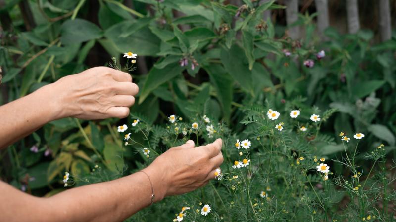 Alpage de Cottier: Camomille