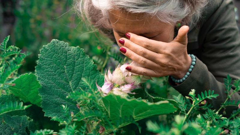 Alpage de Cottier: Sauge Visiteuse