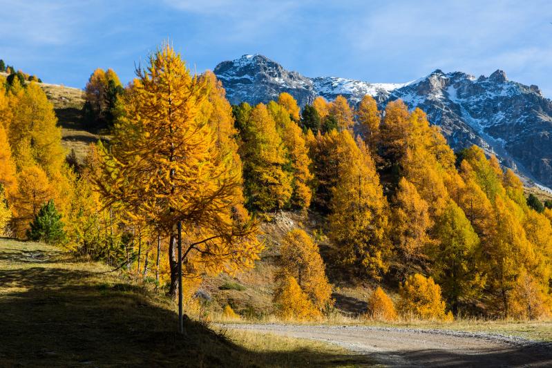 Forêt de mélèzes - automne