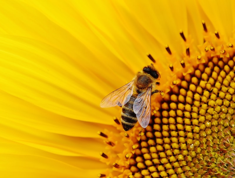 nature-blossom-plant-sun-photography-flower-499983-pxhere.com.jpg