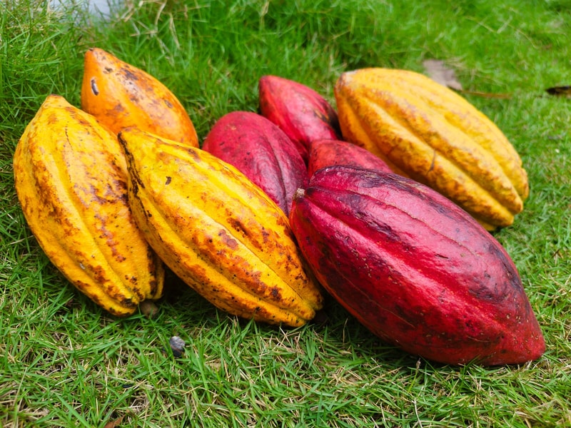 Cacao.jpg