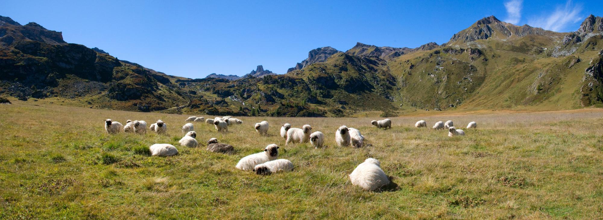 Réserve_VallonDeRéchy_été