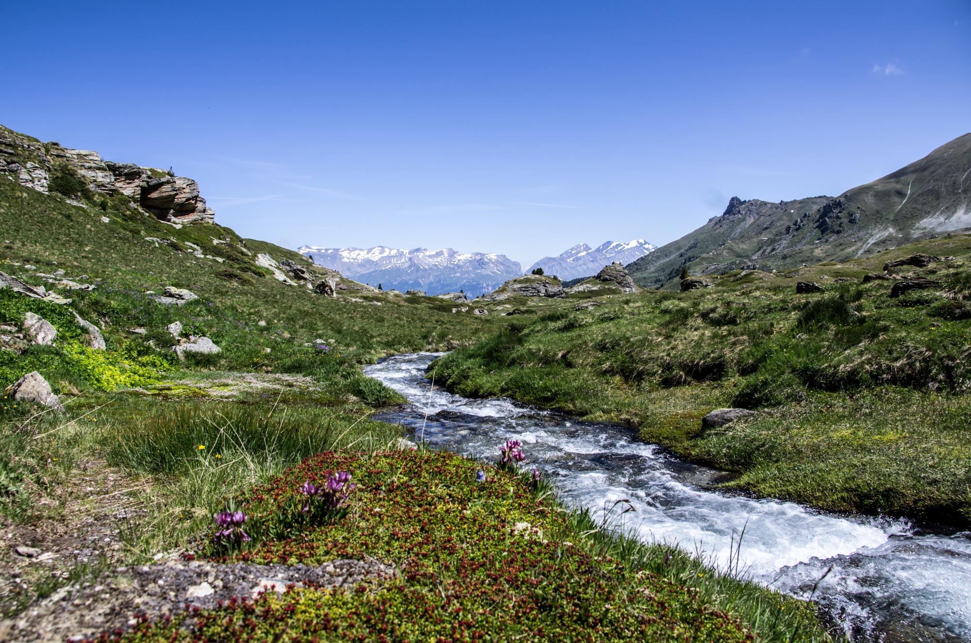 Réserve_VallonDeRéchy_été