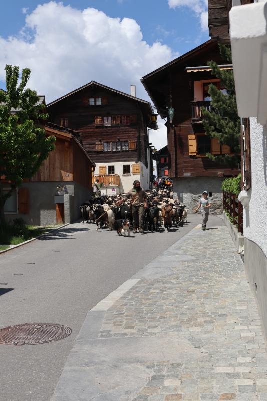 Transhumance-2023