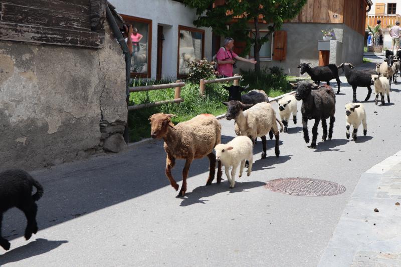 Transhumance-2023